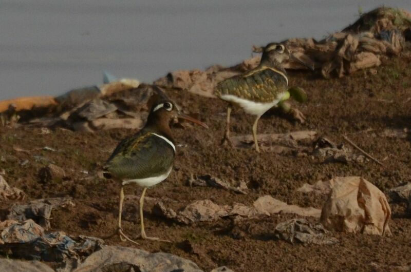 Greater Painted-snipeadult