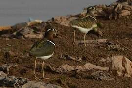 Greater Painted-snipe