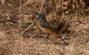 Common Redstart