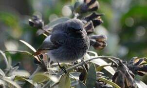 Black Redstart