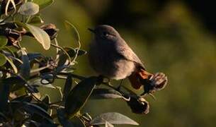 Black Redstart