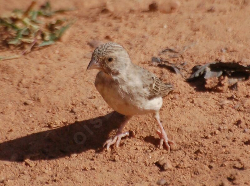 White-rumped Seedeateradult