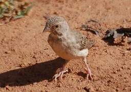 White-rumped Seedeater