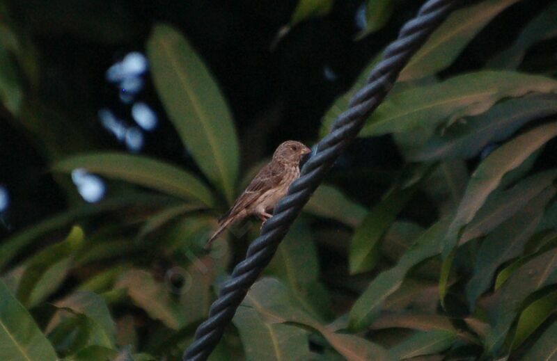 Serin à croupion blancadulte