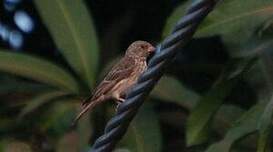 Serin à croupion blanc