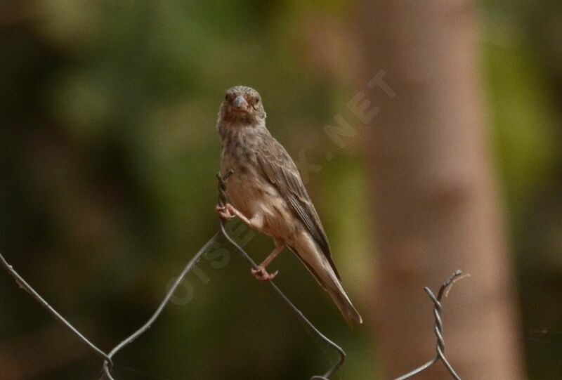 Serin à croupion blancadulte