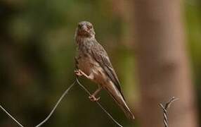 White-rumped Seedeater