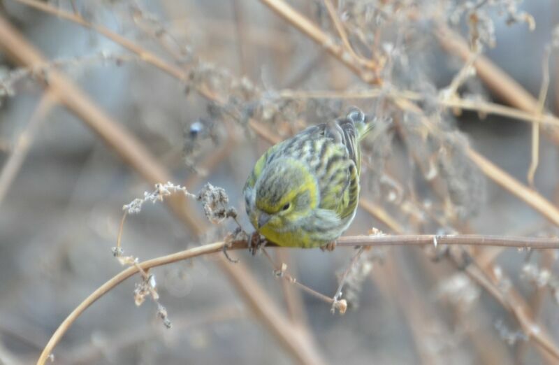 European Serin