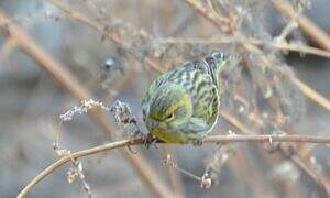 Serin cini