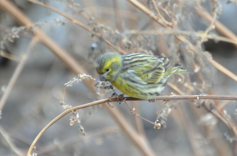 Serin cini