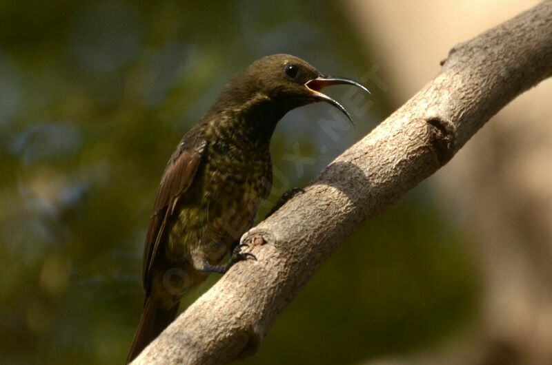 Scarlet-chested Sunbirdsubadult