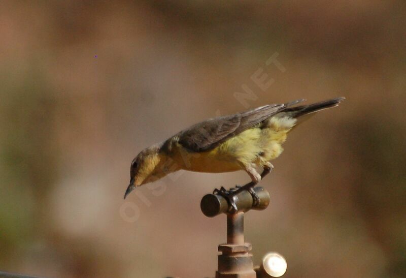 Pygmy Sunbird female, identification