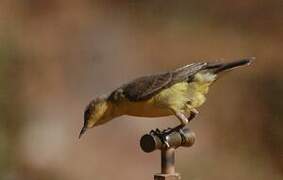 Pygmy Sunbird