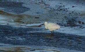 Eurasian Spoonbill