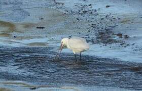 Eurasian Spoonbill