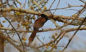 African Paradise Flycatcher