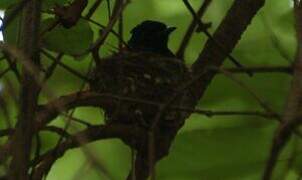 African Paradise Flycatcher