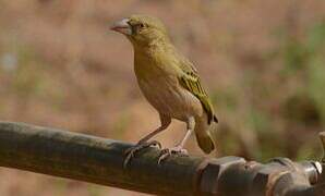 Village Weaver