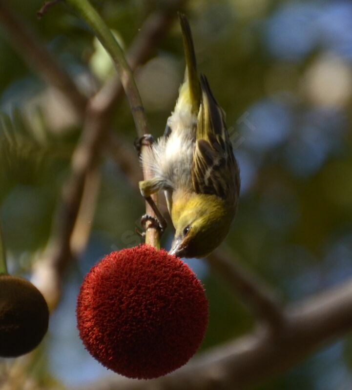 Little Weaver female