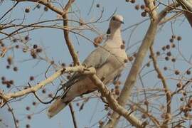 African Collared Dove