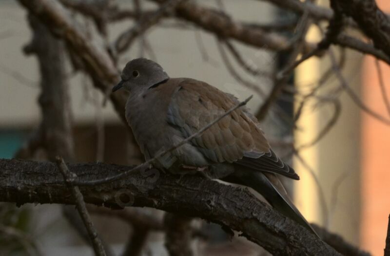 Eurasian Collared Doveadult