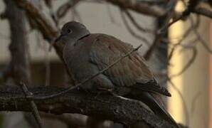 Eurasian Collared Dove