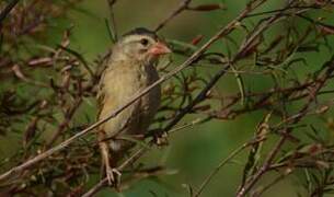 Red-billed Quelea