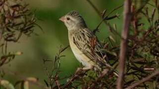 Red-billed Quelea