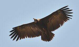 Hooded Vulture