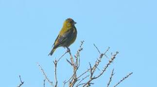 European Greenfinch