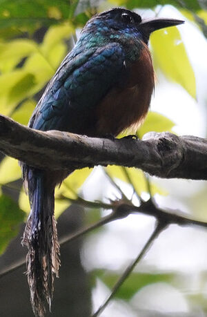 Great Jacamar : Pictures.