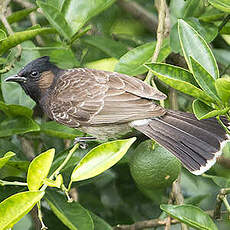 Bulbul à ventre rouge