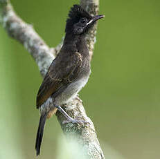 Bulbul à ventre rouge