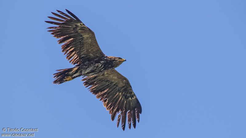 Aigle pomarin mâle adulte, composition, Vol