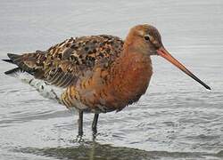 Black-tailed Godwit