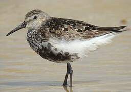 Dunlin