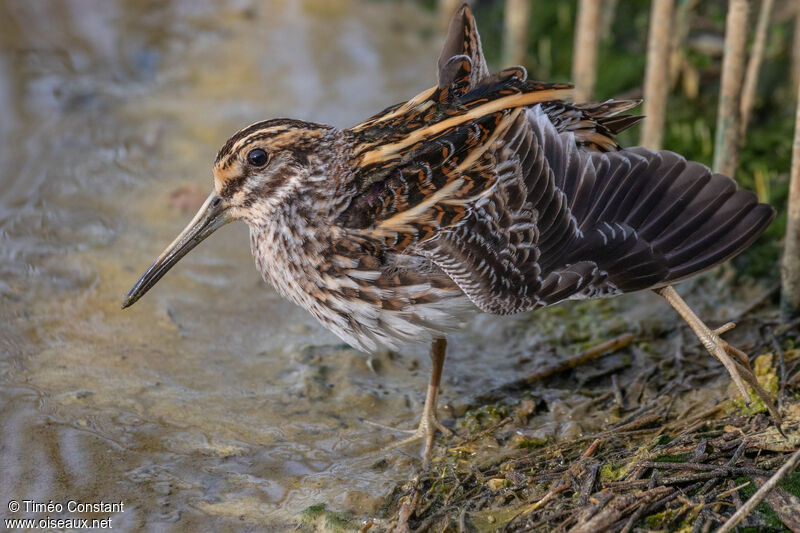 Jack Snipe, identification, moulting, aspect, camouflage, pigmentation, walking