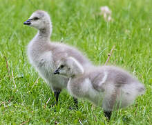 Barnacle Goose