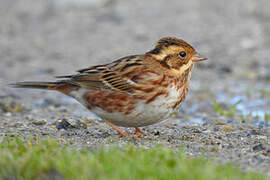 Rustic Bunting