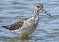 Common Greenshank