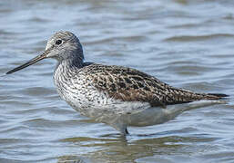 Common Greenshank