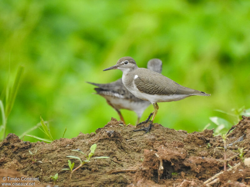 Spotted Sandpiperjuvenile, identification, moulting, aspect, pigmentation, walking