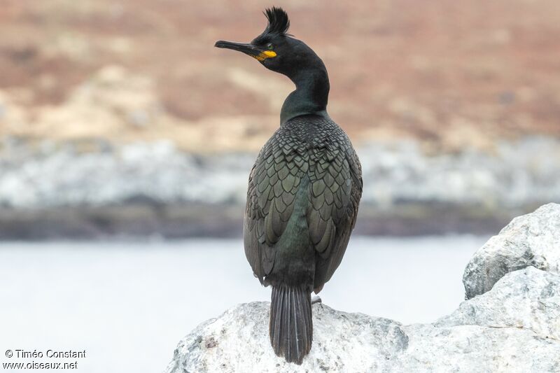 European Shagadult breeding, identification, aspect