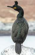 European Shag