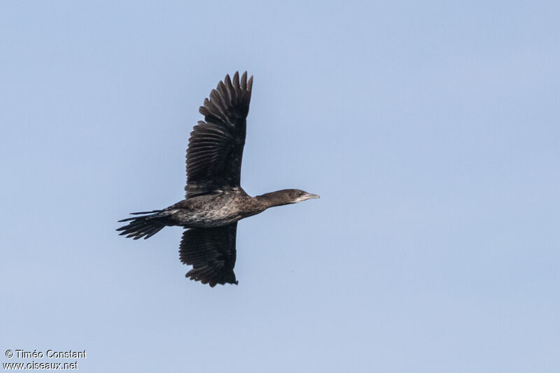 Pygmy CormorantSecond year, moulting, aspect, pigmentation, Flight