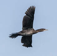 Pygmy Cormorant