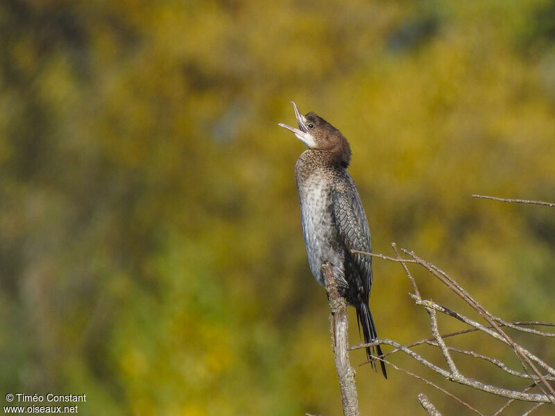 Cormoran pygmée2ème année, identification, mue, composition