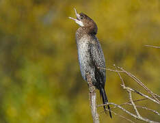 Pygmy Cormorant