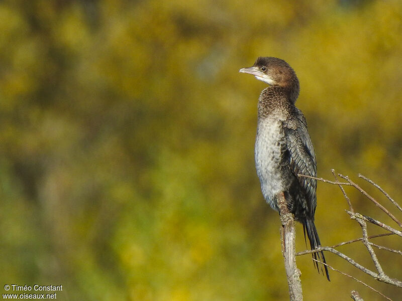 Pygmy CormorantSecond year, identification, moulting, aspect