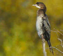 Pygmy Cormorant